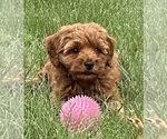 Small Photo #13 Goldendoodle (Miniature) Puppy For Sale in HULL, IA, USA