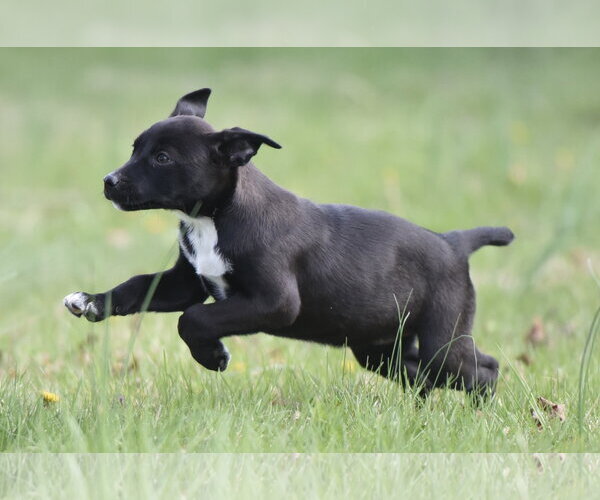 Medium Photo #4 Australian Shepherd-Chihuahua Mix Puppy For Sale in Mechanicsburg, PA, USA