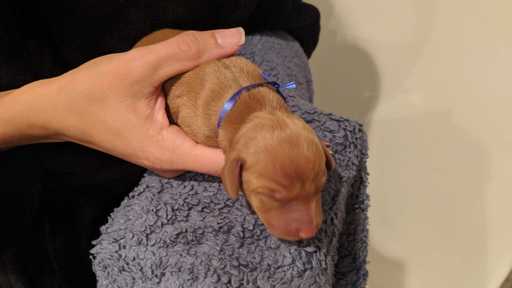 Medium Photo #1 Vizsla Puppy For Sale in GARDENA, CA, USA