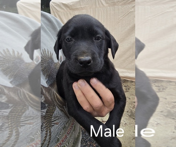 Medium Photo #1 Labrador Retriever Puppy For Sale in CORVALLIS, OR, USA