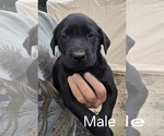 Small Labrador Retriever