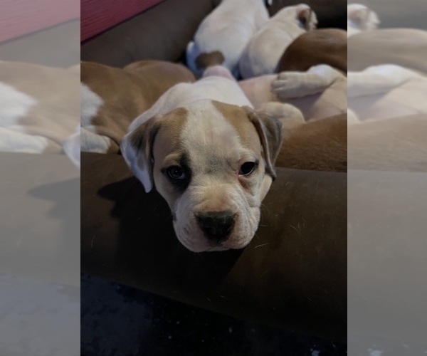 Medium Photo #4 American Bulldog Puppy For Sale in BONAIRE, GA, USA