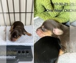 Small Photo #2 Dachshund Puppy For Sale in STONY CREEK, VA, USA