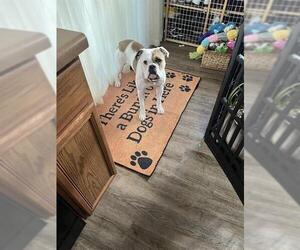 Bulldog-Unknown Mix Dogs for adoption in San Antonio, TX, USA