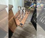 Small Bulldog Mix