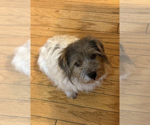 Medium Photo #1 Jack Russell Terrier Puppy For Sale in FREEMAN, MO, USA