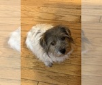 Small Photo #1 Jack Russell Terrier Puppy For Sale in FREEMAN, MO, USA