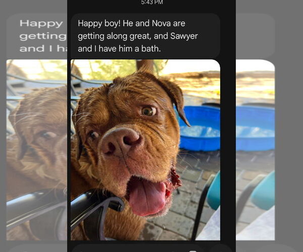 Medium Photo #7 Dogue de Bordeaux Puppy For Sale in Goodyear, AZ, USA