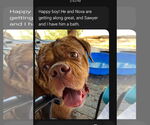 Small #6 Dogue de Bordeaux