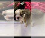 Small Photo #6 Bulldog Puppy For Sale in SPRING HILL, FL, USA