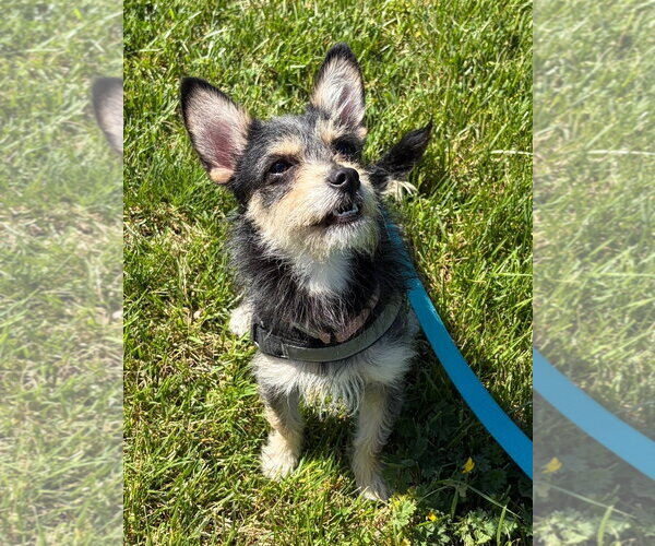 Medium Photo #2 Chihuahua-Unknown Mix Puppy For Sale in Sykesville, MD, USA