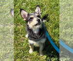 Small #1 Chihuahua Mix