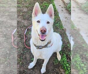 German Shepherd Dog-Siberian Husky Mix Dogs for adoption in Sacramento, CA, USA