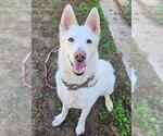 Small German Shepherd Dog-Siberian Husky Mix