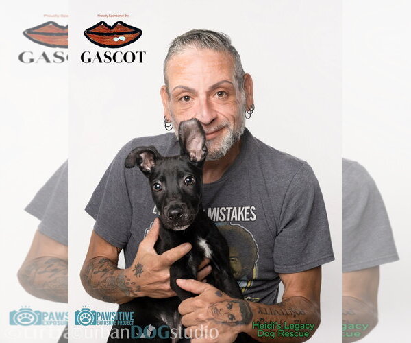 Medium Photo #6 American Staffordshire Terrier-German Shepherd Dog Mix Puppy For Sale in Tampa, FL, USA