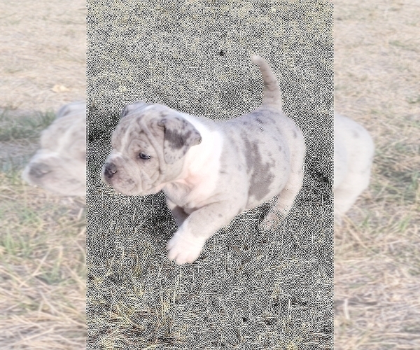 Medium Photo #5 American Bully Puppy For Sale in MARTELL, NE, USA