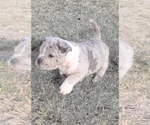 Small Photo #5 American Bully Puppy For Sale in MARTELL, NE, USA