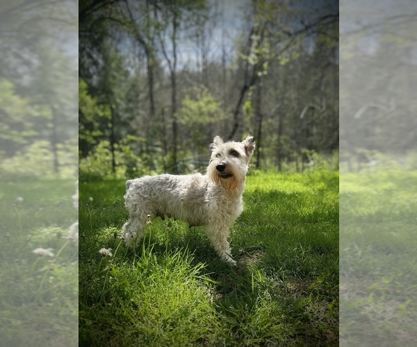 Medium Photo #1 Schnauzer (Miniature) Puppy For Sale in ONEIDA, TN, USA