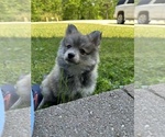 Image preview for Ad Listing. Nickname: Bluey