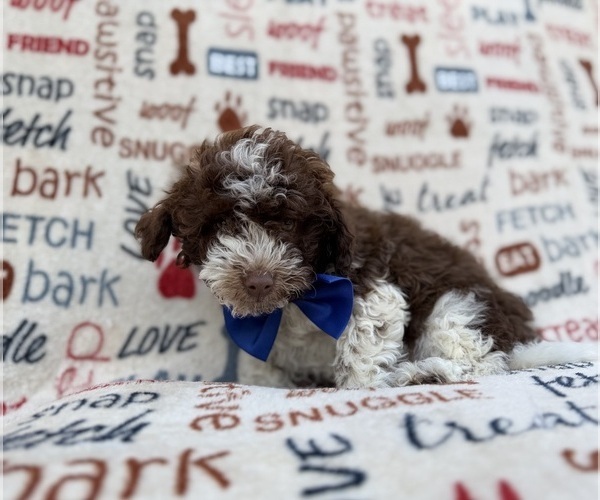 Medium Photo #8 Havapoo Puppy For Sale in LAKELAND, FL, USA