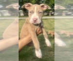 Small Photo #23 American Bully Puppy For Sale in LAKE STATION, IN, USA
