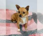 Small #3 Chihuahua Mix