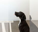Small #4 Great Dane