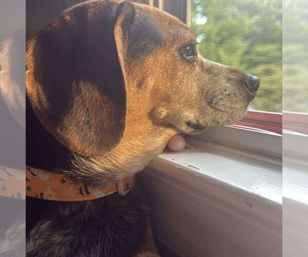 Medium Photo #3 Beagle Puppy For Sale in Spring Lake, NC, USA
