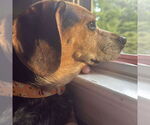 Small #2 Beagle