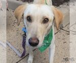 Small #2 Carolina Dog-Labrador Retriever Mix