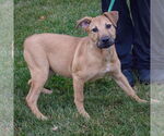 Small #1 Black Mouth Cur-German Shepherd Dog Mix