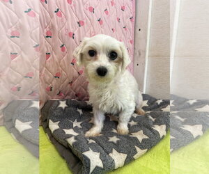 Maltese Dogs for adoption in Pacolet, SC, USA