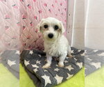 Small Maltese