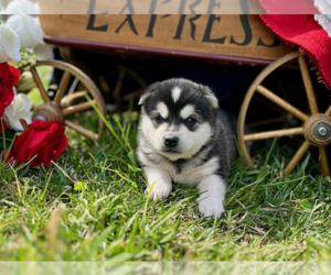 Alaskan Klee Kai Puppy for sale in GLEN BURNIE, MD, USA