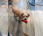 Small #3 Mutt