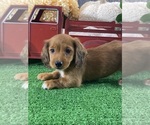 Small #1 Dachshund