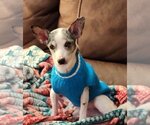 Small Photo #8 Chihuahua Puppy For Sale in Great Bend, KS, USA