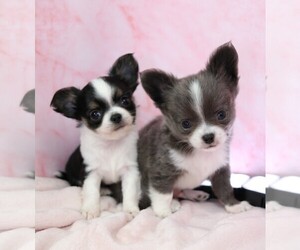 Chihuahua Puppy for sale in MUSKOGEE, OK, USA