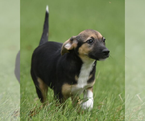 Medium Photo #8 Mutt Puppy For Sale in Mechanicsburg, PA, USA