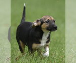 Small #7 Mutt