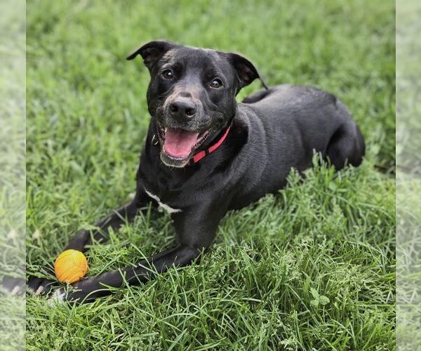 Medium Photo #3 Labrador Retriever-Unknown Mix Puppy For Sale in Maryville, TN, USA