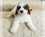Small Photo #3 Bernedoodle (Miniature) Puppy For Sale in GREENFIELD, IN, USA