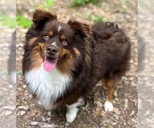 Medium Photo #4 Australian Shepherd-Unknown Mix Puppy For Sale in Cranston, RI, USA