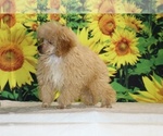 Pretzel - Male Poodle (Toy) Puppy for Sale - Photo #35