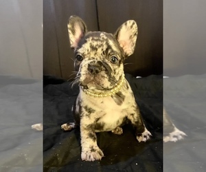 French Bulldog Puppy for sale in BAKERSFIELD, CA, USA
