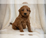 Small Photo #10 Goldendoodle (Miniature) Puppy For Sale in LEOLA, PA, USA