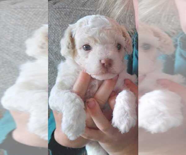 Medium Photo #1 Havapoo Puppy For Sale in HURRICANE MILLS, TN, USA