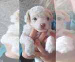 Puppy Toby Havapoo