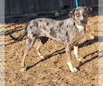 Small #2 Catahoula Leopard Dog Mix