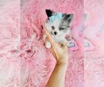 Small #14 Pomeranian